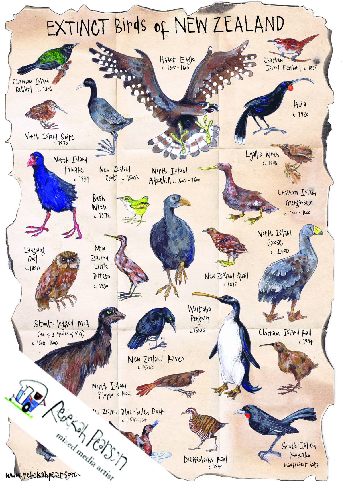 Extinct Birds of New Zealand | Rebekah Pearson Art