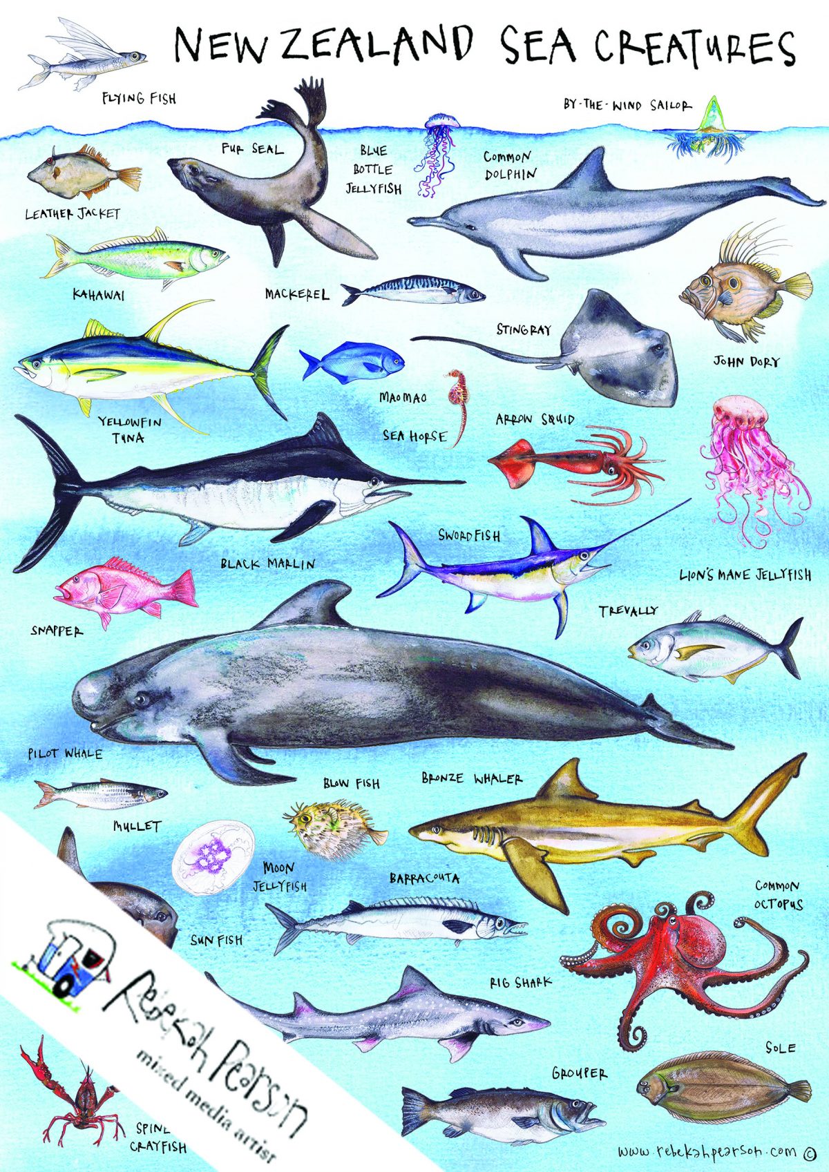 New Zealand Sea Creatures Poster | Rebekah Pearson Art